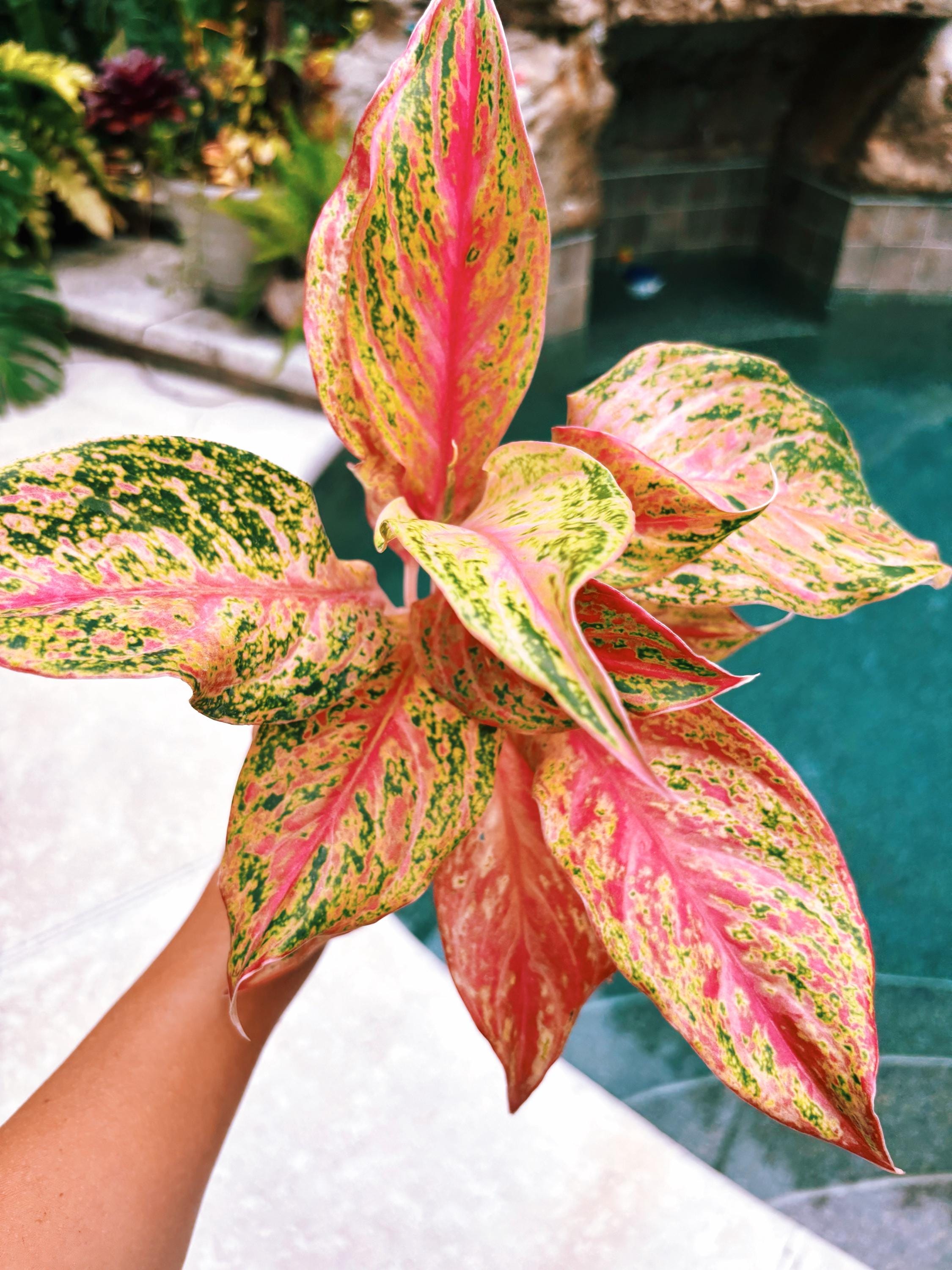 dracaena anita Dracaena reflexa 'Anita' – Fine-Leaved Pleomele for Indoors main image 0