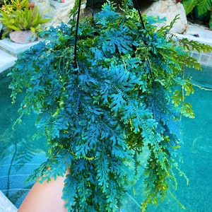 Selanginella Uncinata Rainbow Blue Peacock Fern Moss Live House Trailing Plant Potted 8” pot gift