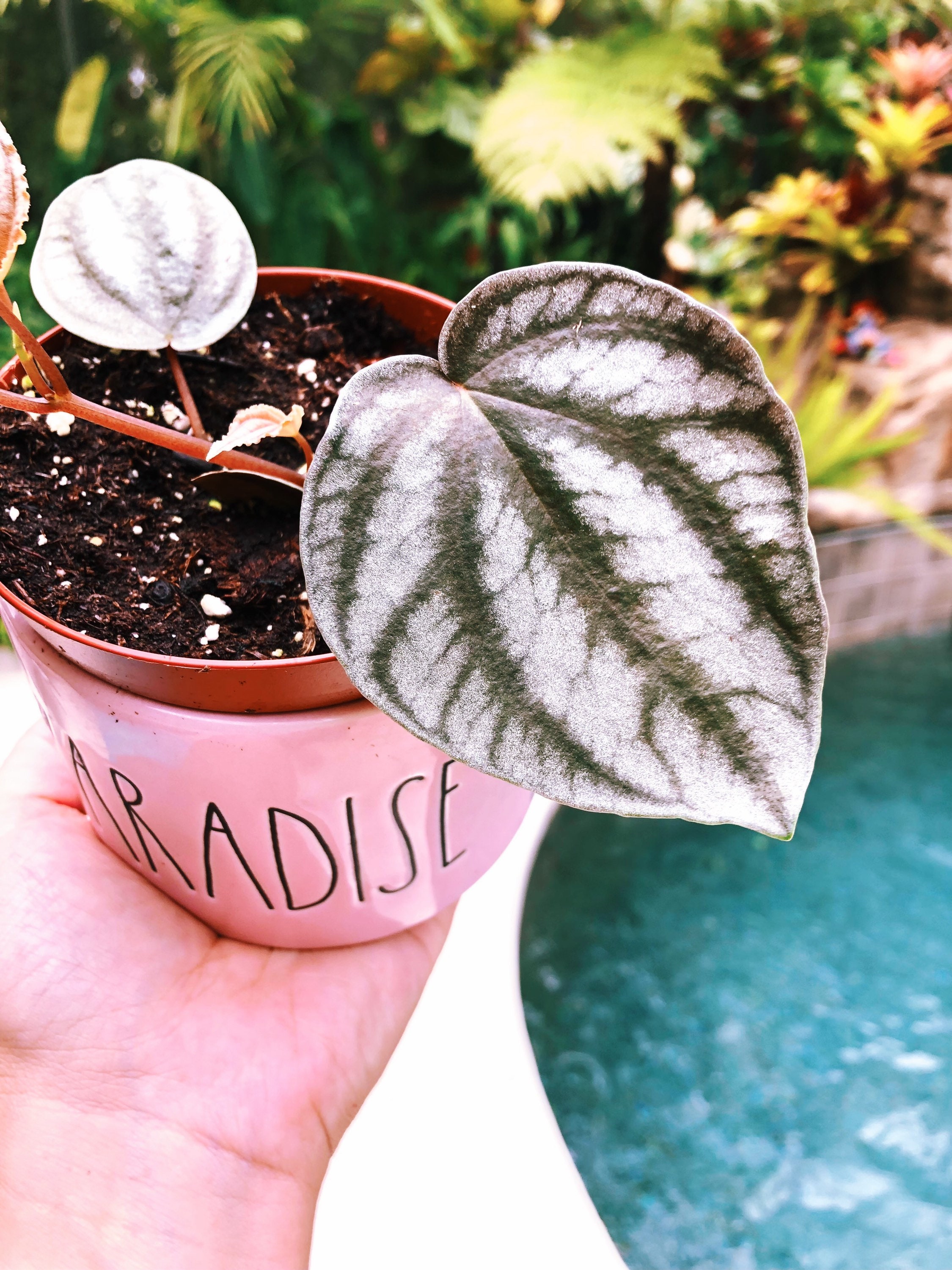 Rare Peperomia Turboensis striped Live House Plant 4 Pot Etsy