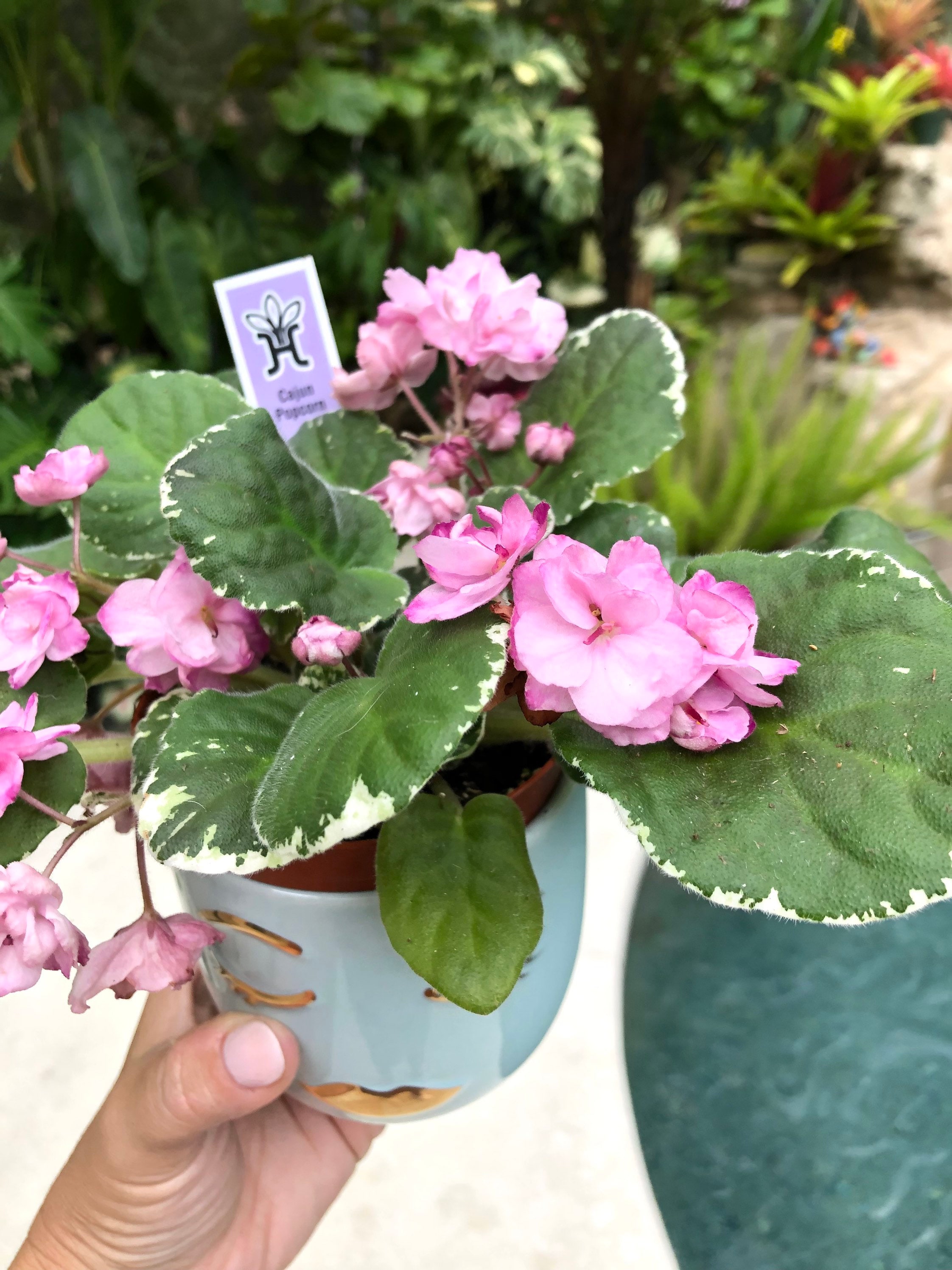 Live house plant variegated African Violet Harmonys Cajun Etsy