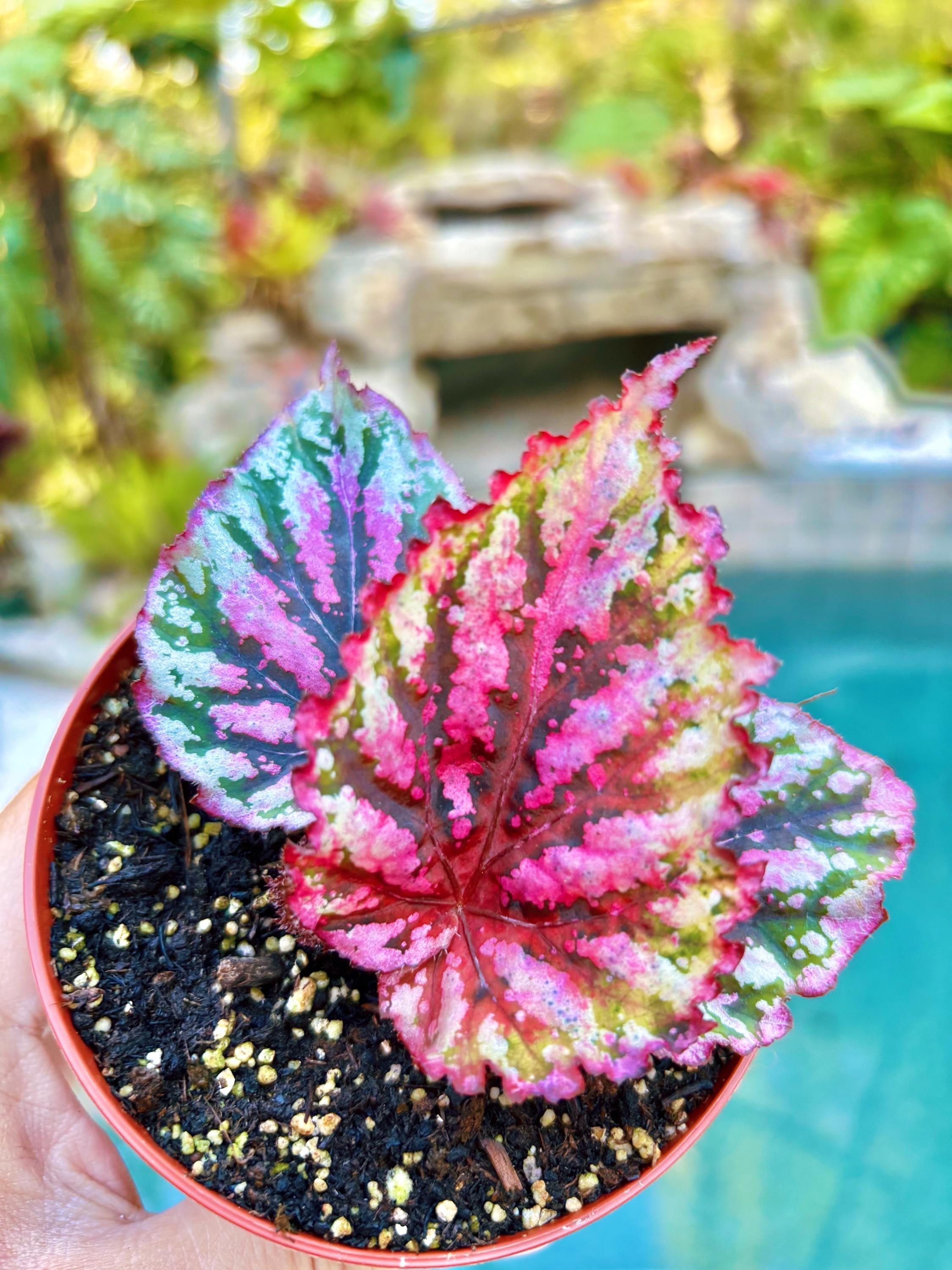 gx250xs250gx400xs400クロスマービング RARE Rex Begonia Candy Stripe Pink Variegated Live House Plant