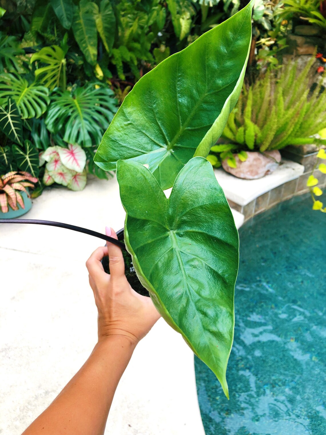 RARE Alocasia Dark Star Black Stem Hybrid Elephant Ear 6 Etsy