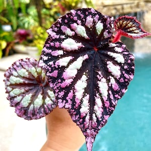 Rex Begonia ‘Fireworks’ purple gray Variegated Live House Plant Potted 4” gift