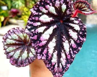 Rex Begonia ‘Fireworks’ purple gray Variegated Live House Plant Potted 4” gift