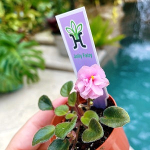 Miniature Mini African Violet 'jolly Fairy' Pink 2” Potted House