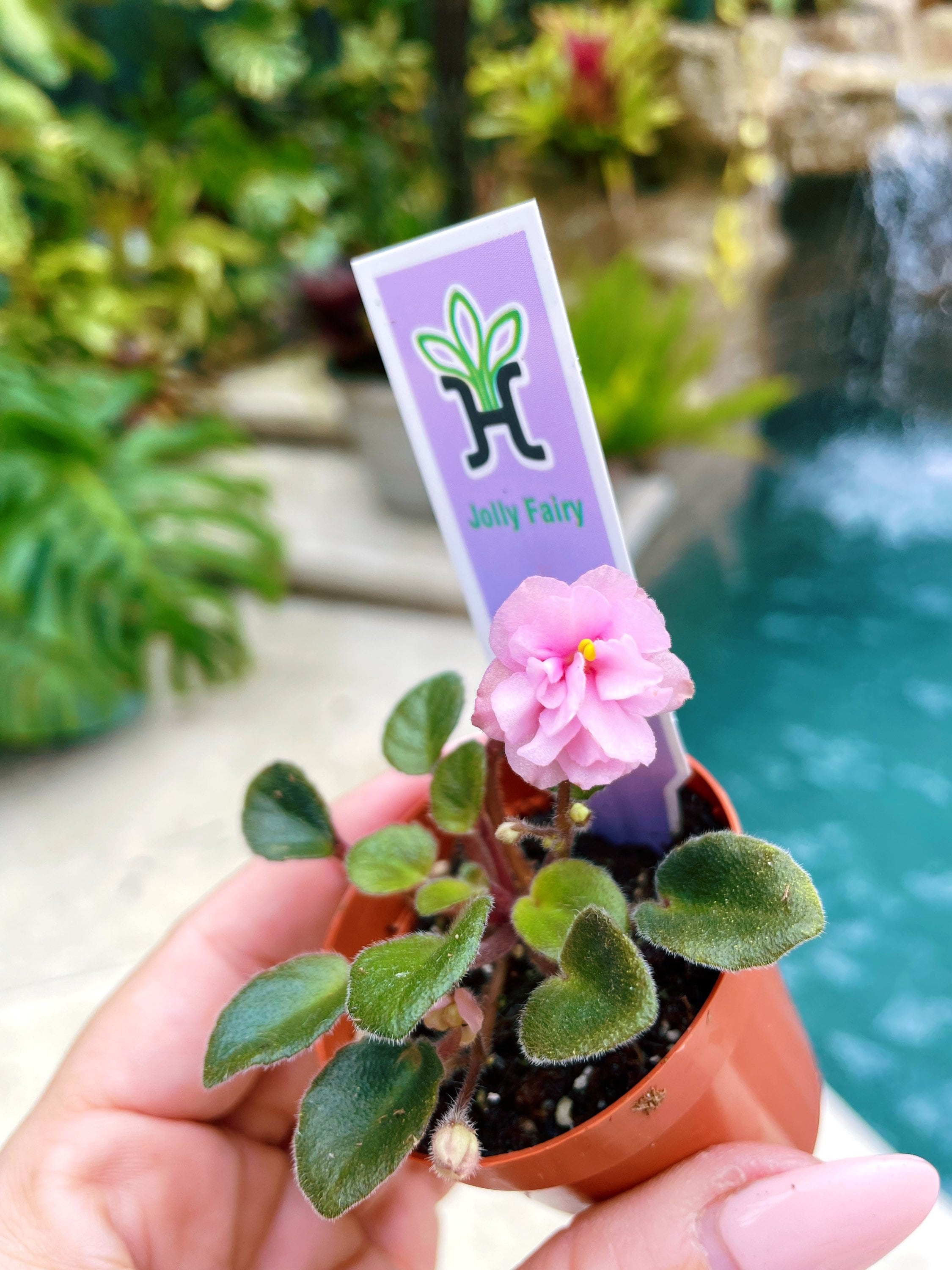 Miniature Mini African Violet 'jolly Fairy' Pink 2” Potted House