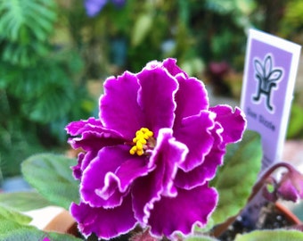 Live house plant variegated Harmony’s African Violet ‘Sun Sizzle’ garden 4” flower Potted gift