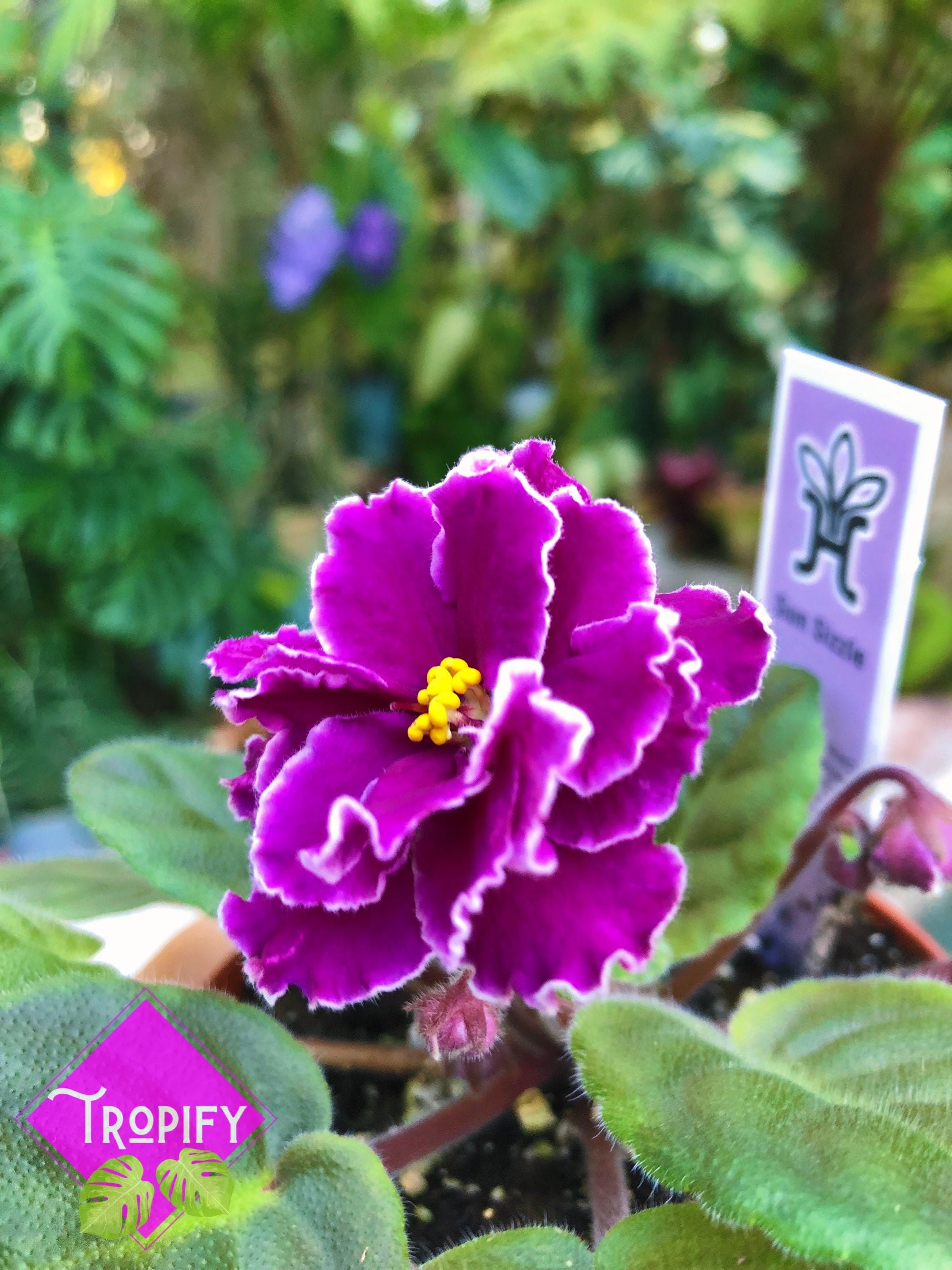 Live House Plant Variegated Harmony's African Violet 'sun Sizzle