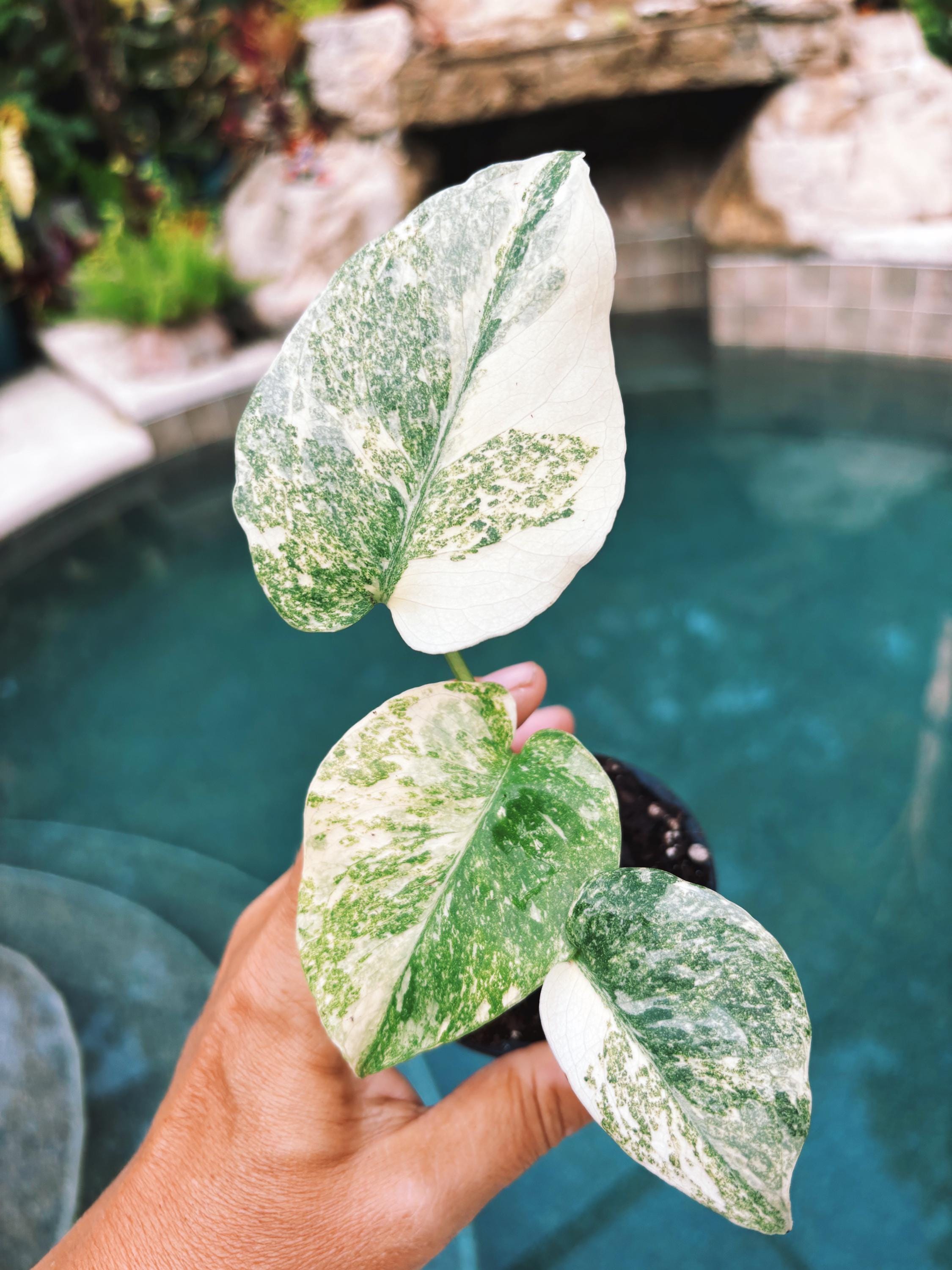 368」Monstera Legacy Variegata モンステラ レガシー 斑入り