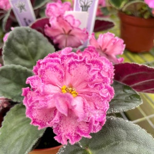 Live house plant variegated pink double bloom Harmony’s African Violet ‘LE Rimma’ garden 4” flower Potted gift