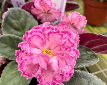 Live house plant variegated pink double bloom Harmony’s African Violet ‘LE Rimma’ garden 4” flower Potted gift