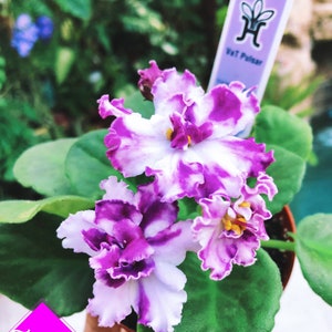 Live house plant African Violet Harmony’s ‘VaT Pulsar’ sport garden 4” flower flowering Potted gift house plant