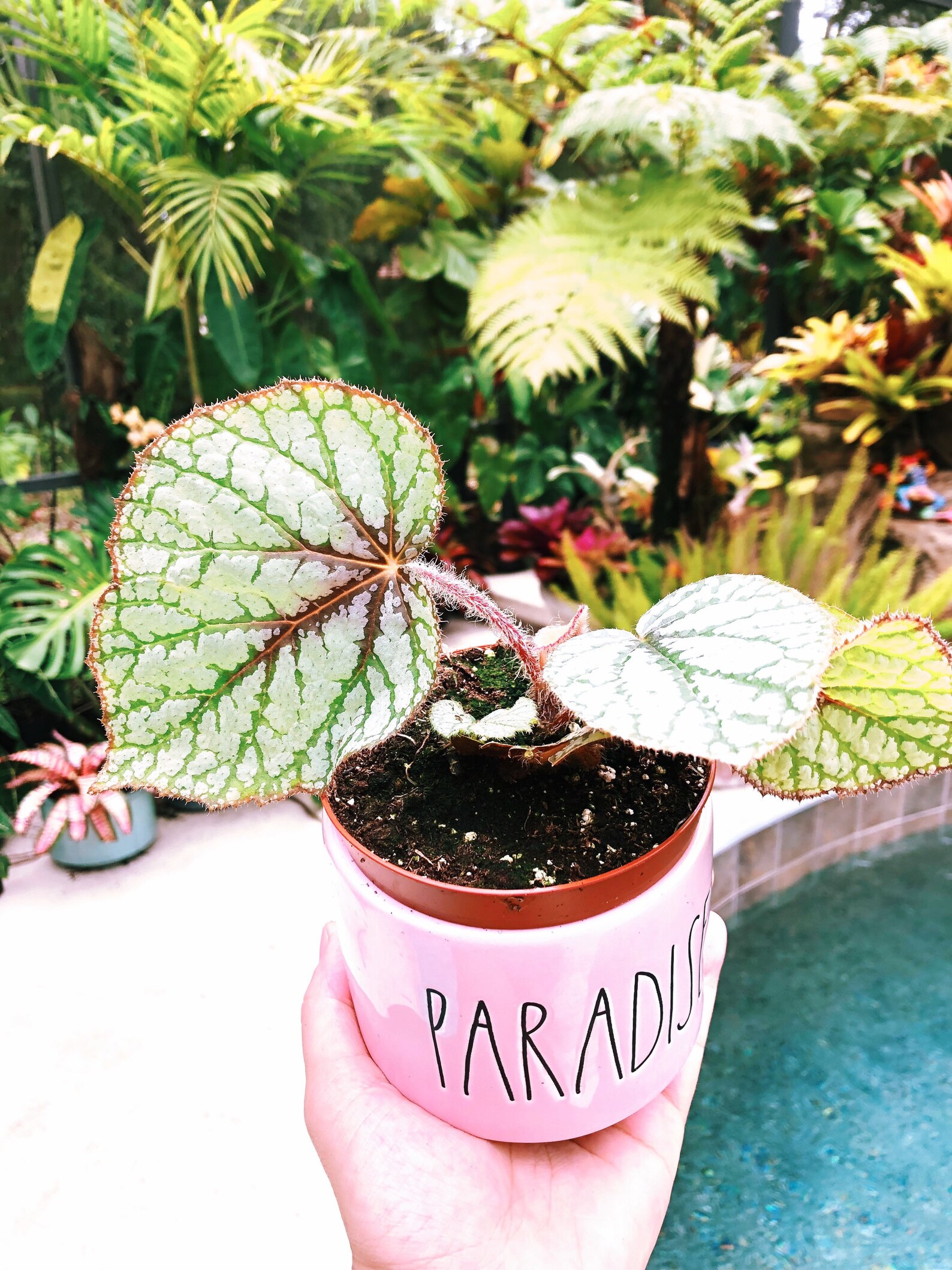 Rare Begonia U309 Live House Plant En pot terrarium vivarium 4 Etsy