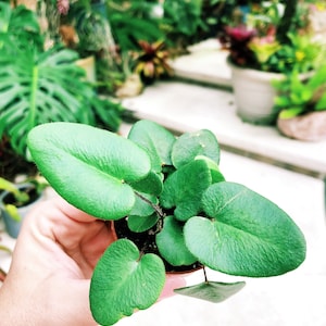 Heart Leaf Fern Hemionitis Arifolia Terrarium