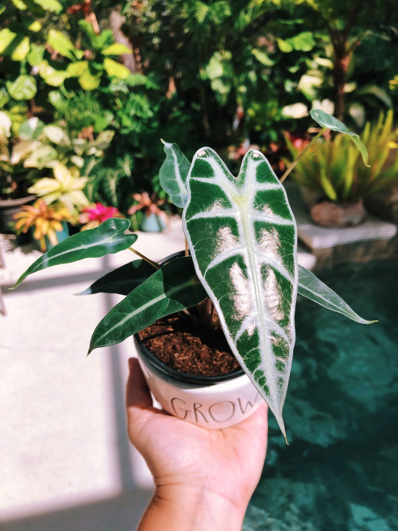 Alocasia Bambino Mini Jewel Elephant Ear Tropical House