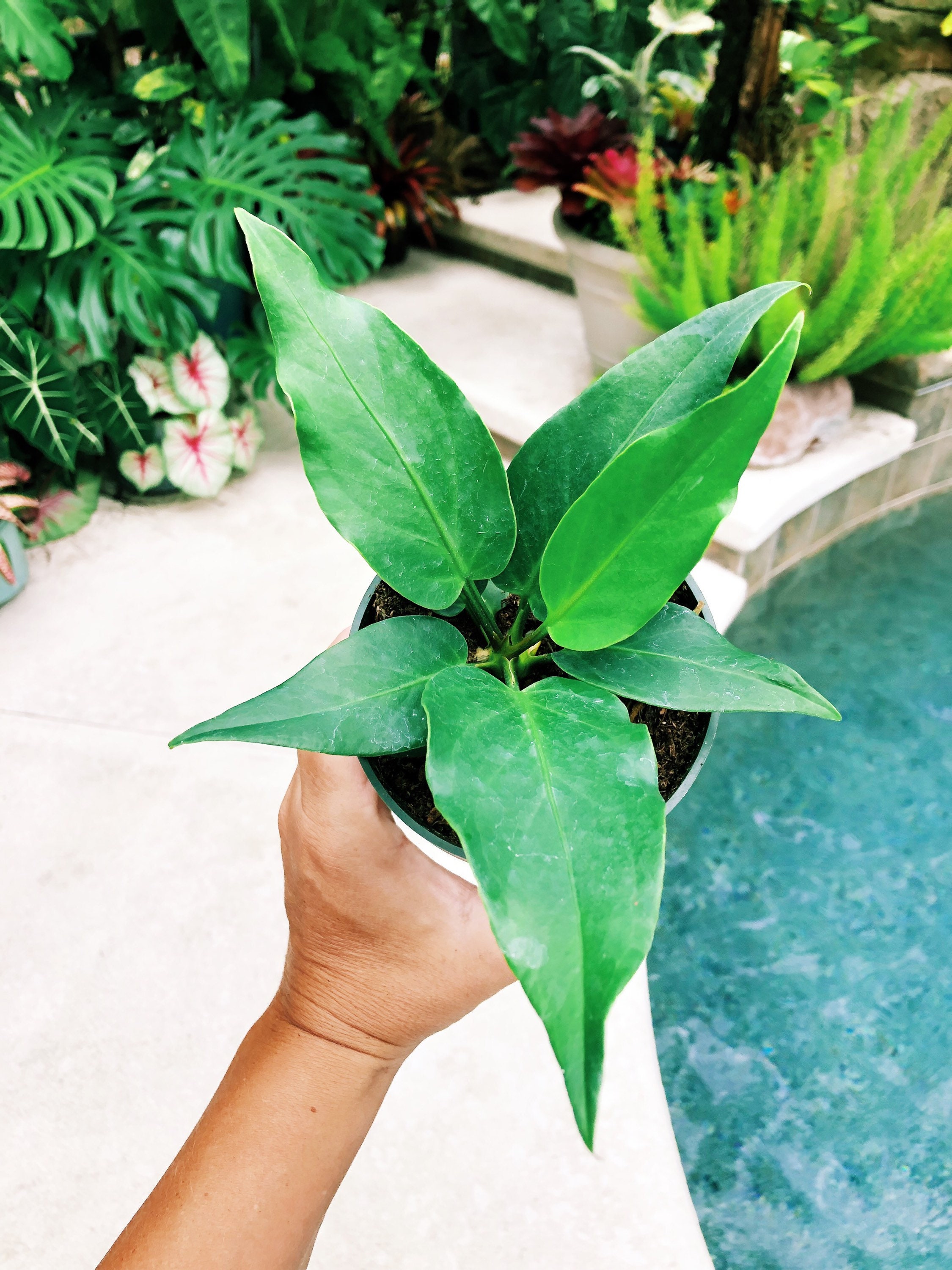 Anthurium Plowmanii Birdsnest Wave Aroid House Plant 4 Potted Etsy