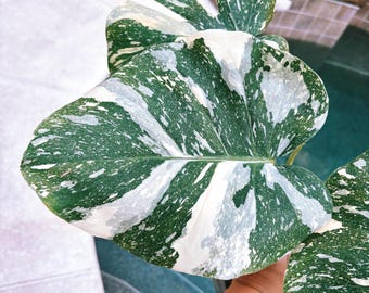 Rare Monstera Deliciosa Green on Green - Etsy Rare Monstera Deliciosa Green on Green - Etsy