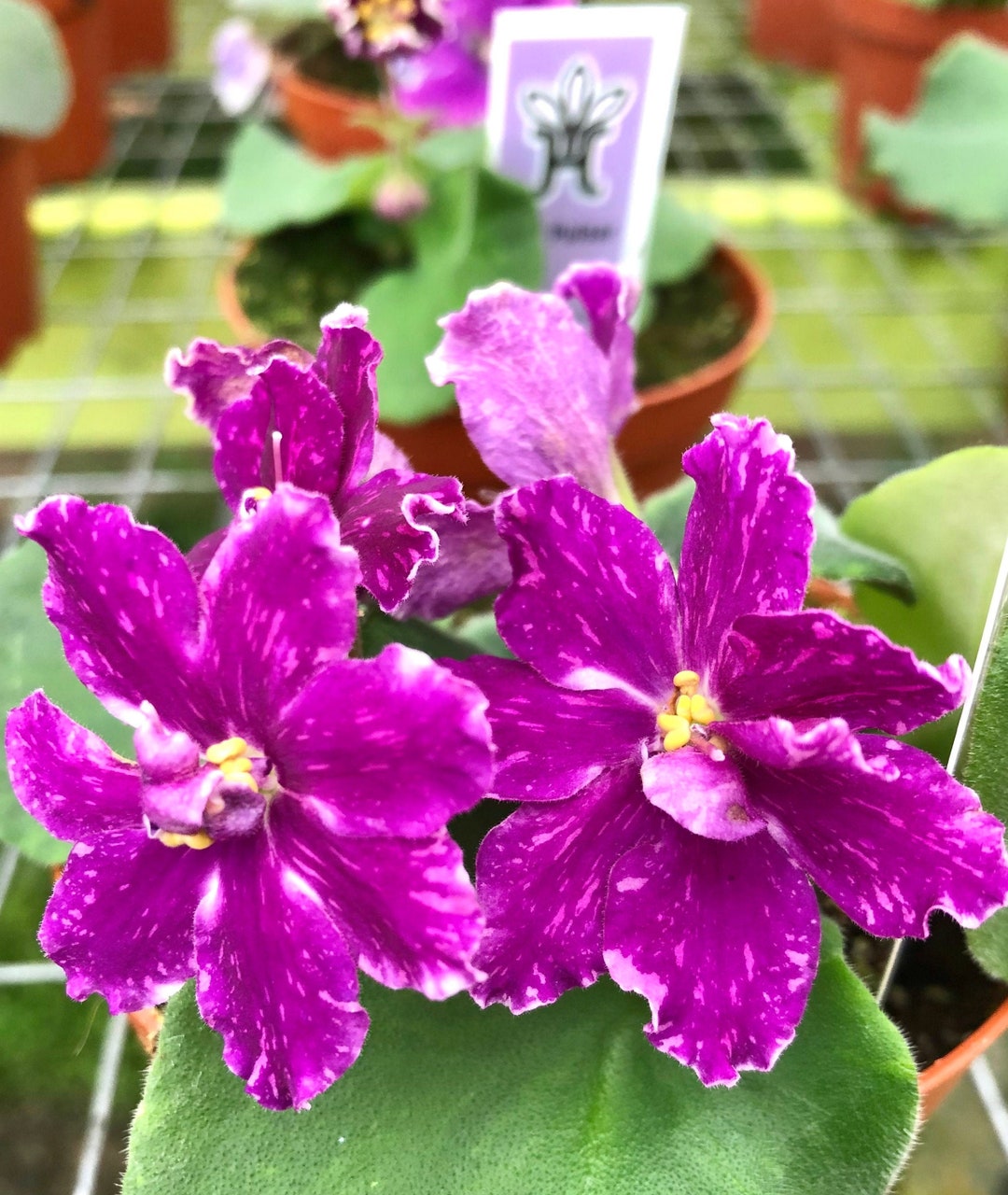 Live House Plant Variegated Bloom African Violet vat Pulsar Garden 4