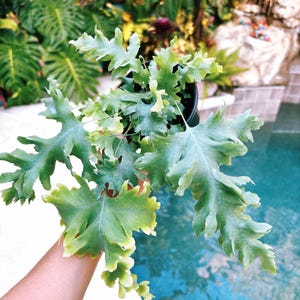 Davana Plant - Etsy
