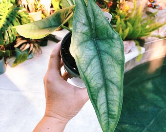 RARE Alocasia Heterophylla ‘Dragons Breath’ Baginda Jewel Elephant Ear 4” potted live house starter plant aroid