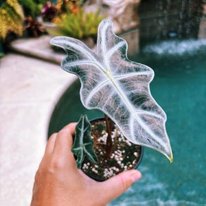 RARE Alocasia Silver Nobilis corm bulb house aroid plant zdjęcie 10