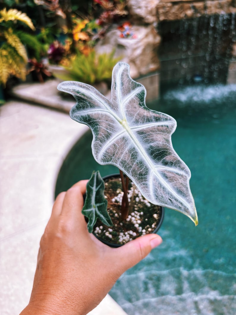 RARE Alocasia Silver Nobilis corm bulb house aroid plant zdjęcie 10