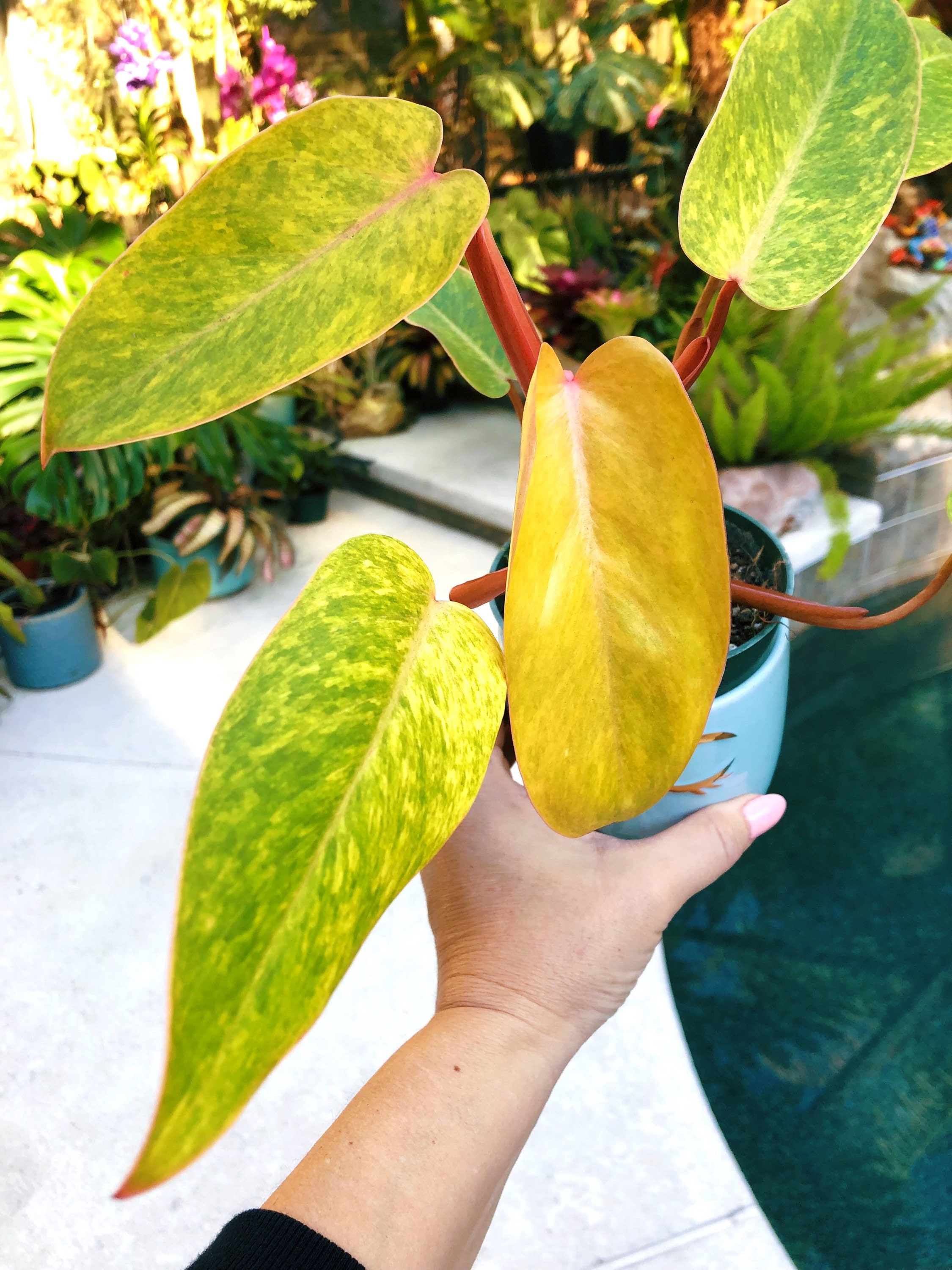 Philodendron Painted Lady Variegated Climbing Aroid 4 Potted House Plant -  Etsy Australia