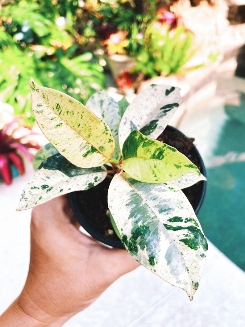 TropifyPlantShop Ficus Elastica Shivereana Moonshine House Plant - Thumbnail 4
