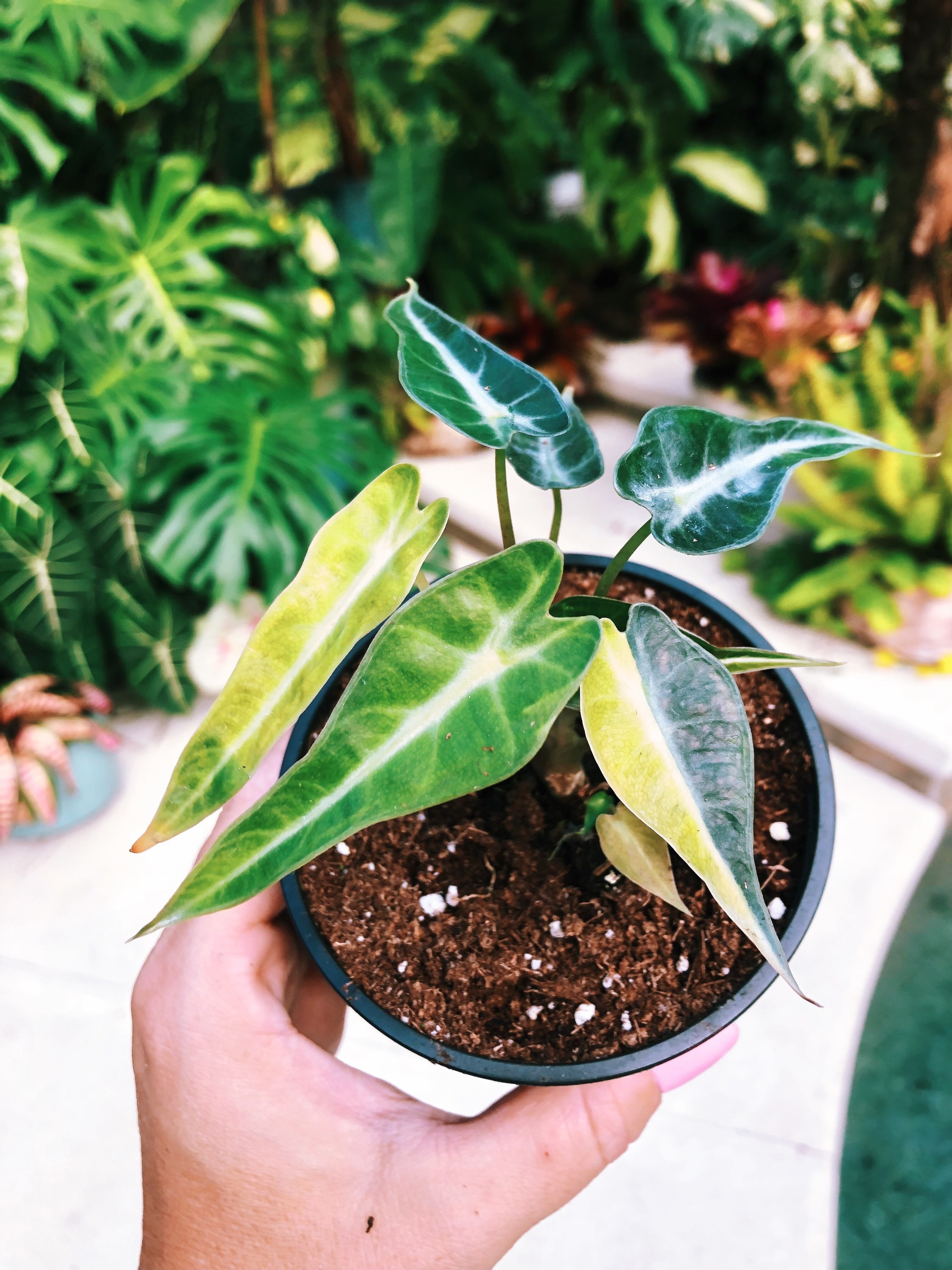 Variegated Alocasia Bambino Aurea Mini Jewel Elephant Ear Tropical