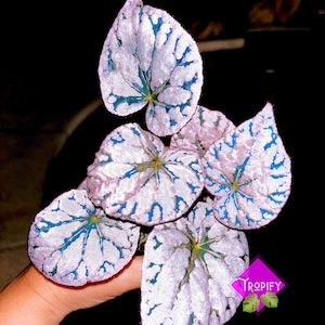Sale! Rex Begonia ‘Silver Dollar’ White Gray Variegated Live House Plant Potted 4” terrarium vivarium