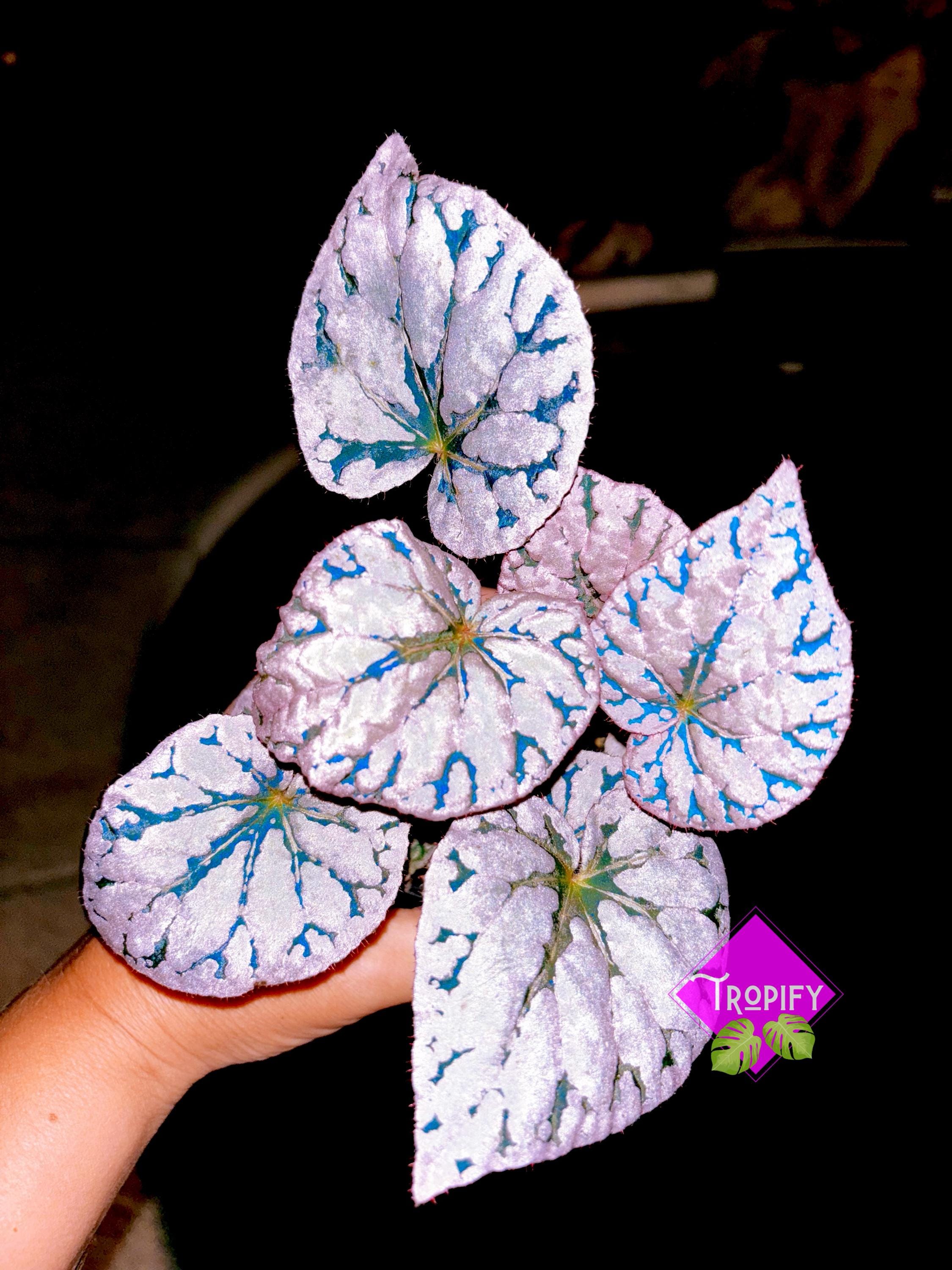 Sale! Rex Begonia 'silver Dollar' White Gray Variegated Live House