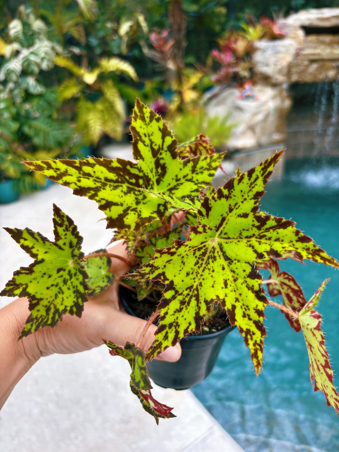 RARE Rex Begonia Geometry Lime Green Rhizo Live House Starter Plant ...