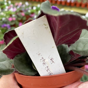 May include: A small potted plant with dark green and silver leaves. The plant has a white label that says "Up in the Sky".