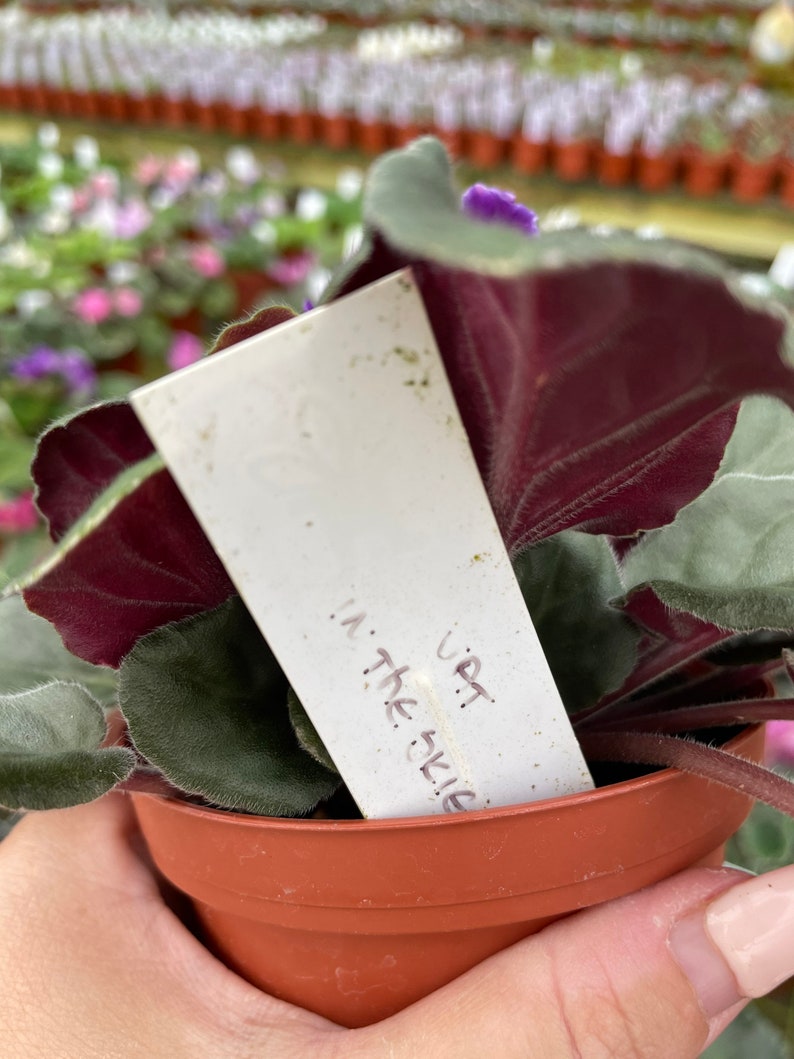 May include: A small potted plant with dark green and silver leaves. The plant has a white label that says "Up in the Sky".