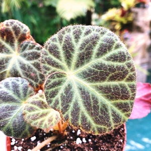 Rare Begonia Klemmei formerly U606 Live House Plant Potted terrarium vivarium 4 gift image 4