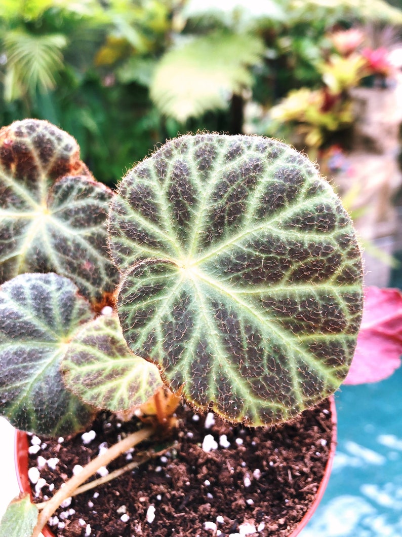 Rare Begonia Klemmei formerly U606 Live House Plant Potted terrarium vivarium 4 gift image 4