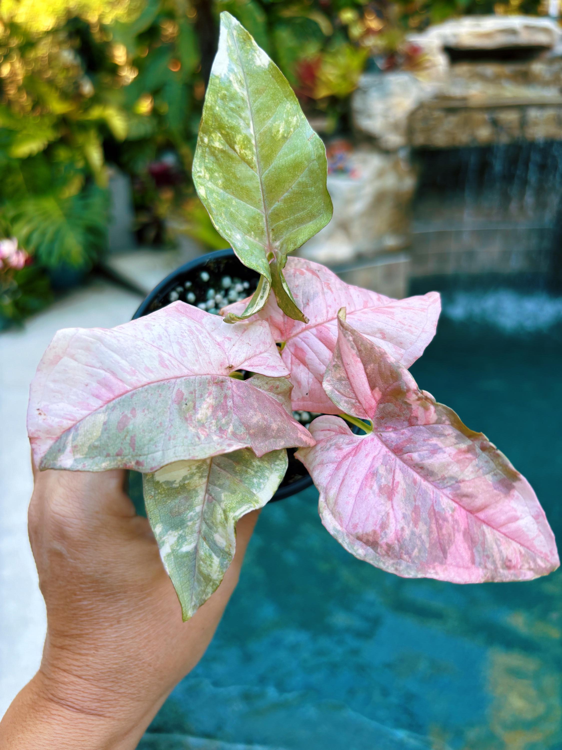 Rare! Syngonium Double Variegated Pink Cloud Spot Tricolor Galaxy Marble  Aroid Live 4 Potted Plant House Plant Growers Choice - Etsy