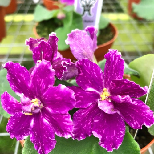 Live House Plant Variegated Bloom African Violet vat Pulsar Etsy