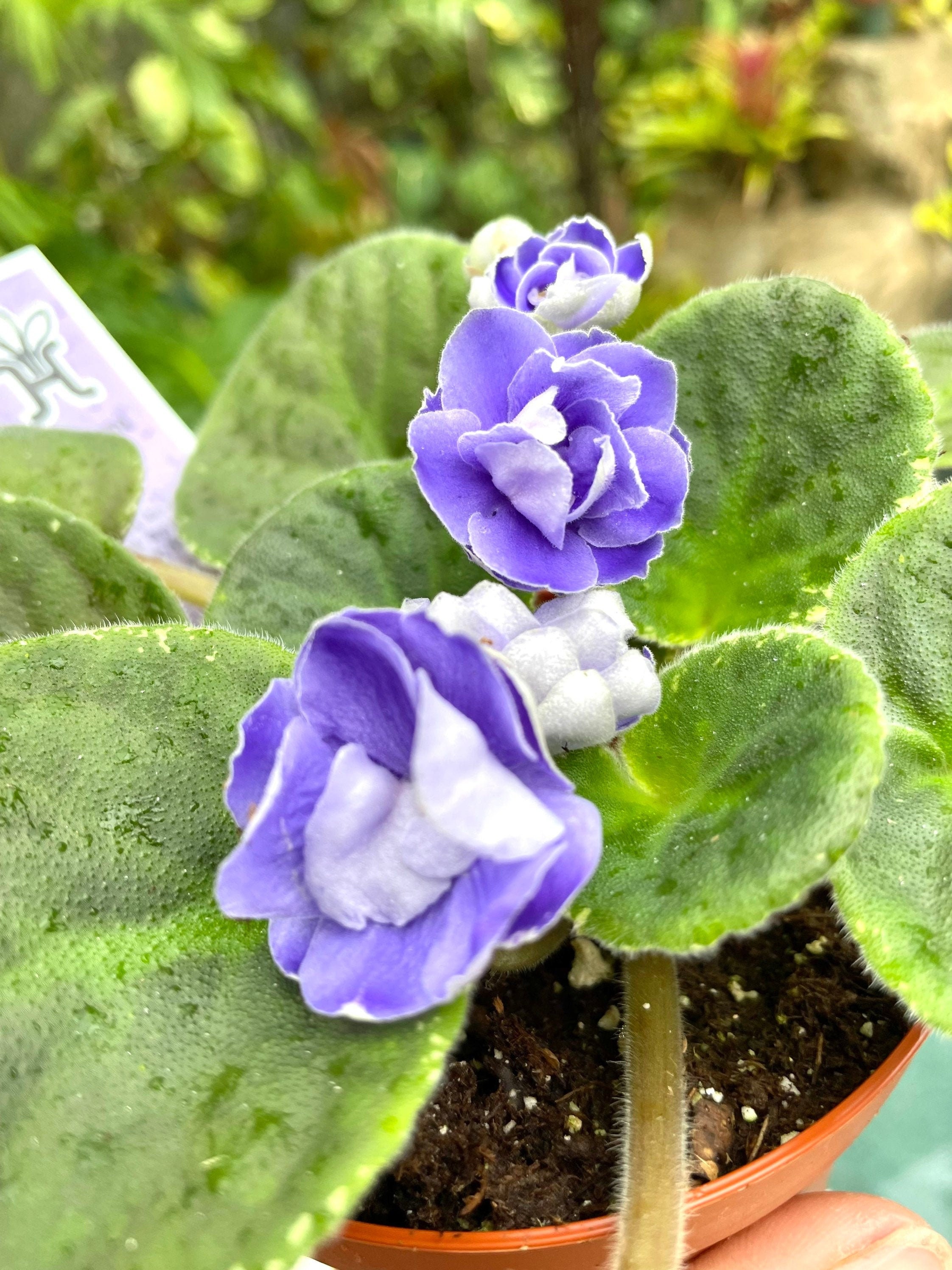 Live House Plant Variegated Bloom African Violet 'picasso
