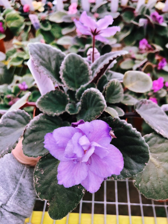 Plante dintérieur vivante fleur violette Violette africaine - Etsy France