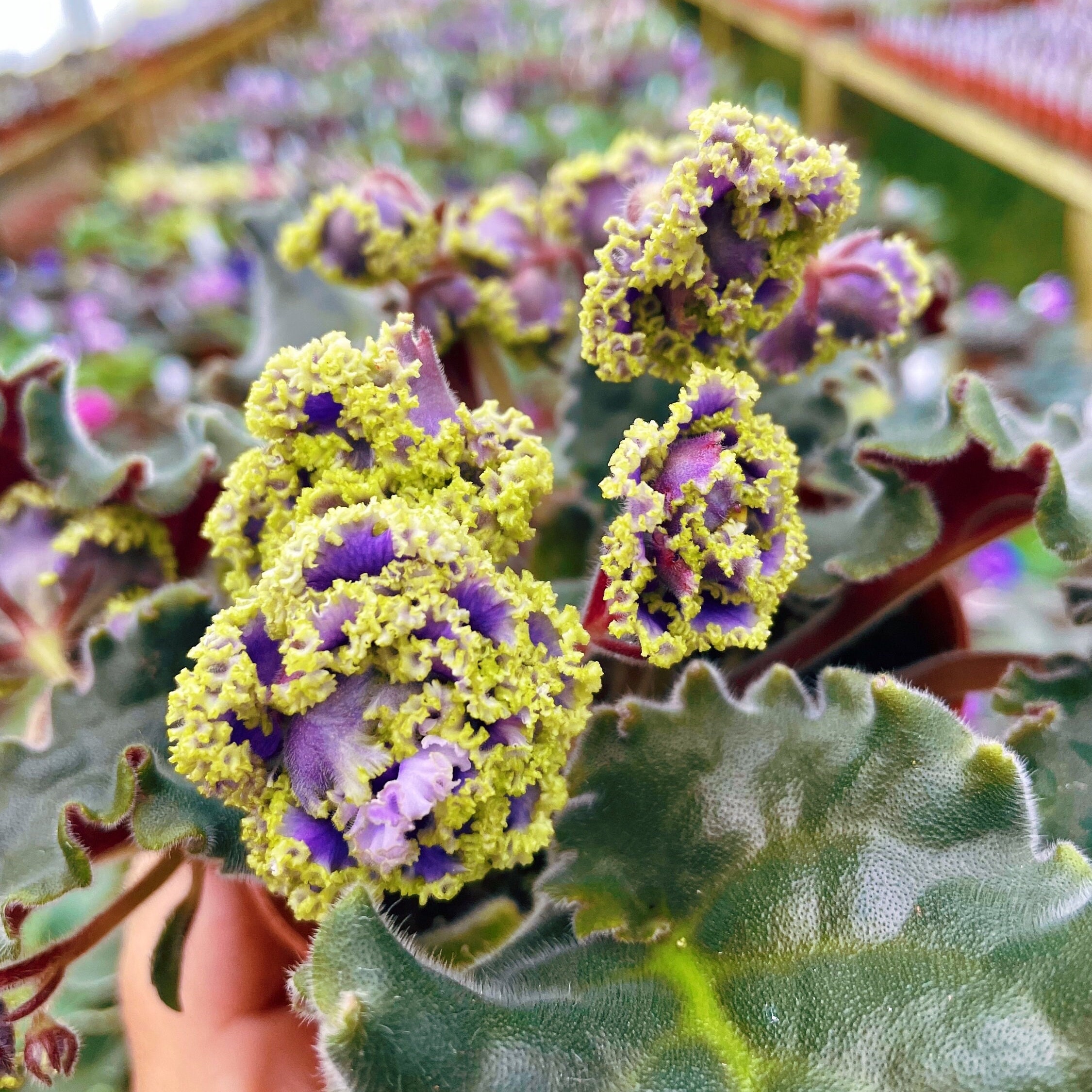 Live House Plant African Violet Harmony's 'RS Schavo' 'RS Zhabo