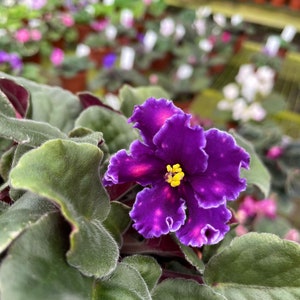 May include: A close-up of a purple African violet with a yellow center. The flower has ruffled edges and is surrounded by green leaves.