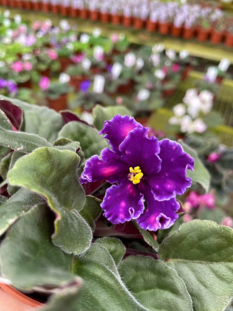 May include: A close-up of a purple African violet with a yellow center. The flower has ruffled edges and is surrounded by green leaves.
