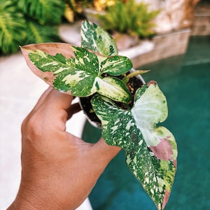 Rare! Syngonium Red Spot Tricolor Galaxy Variegated live 2” potted plant house plant 38d