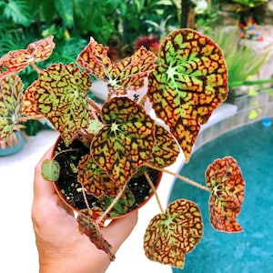 RARE Rex Begonia Harmony’s ‘Hot Spot’ Live House Plant Potted 4” gift