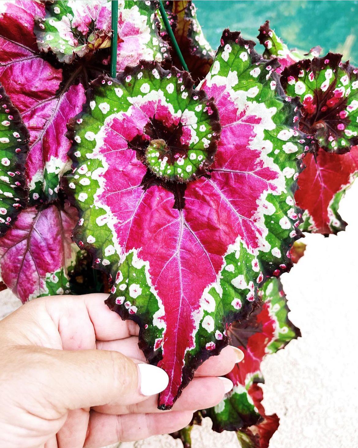 RARE Rex Begonia 'harmony's Crazy Love' Pink Variegated Live House