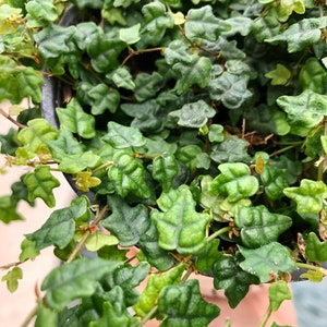 Ficus pumila 'Quercifolia' mini oakleaf creeping fig String of Frogs Trailing House Plant 4 Potted image 3
