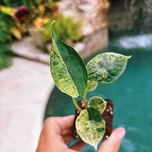 Actual plant- RARE Variegated Alocasia ‘Dragonscale Mint’ 2” potted live house starter plant a