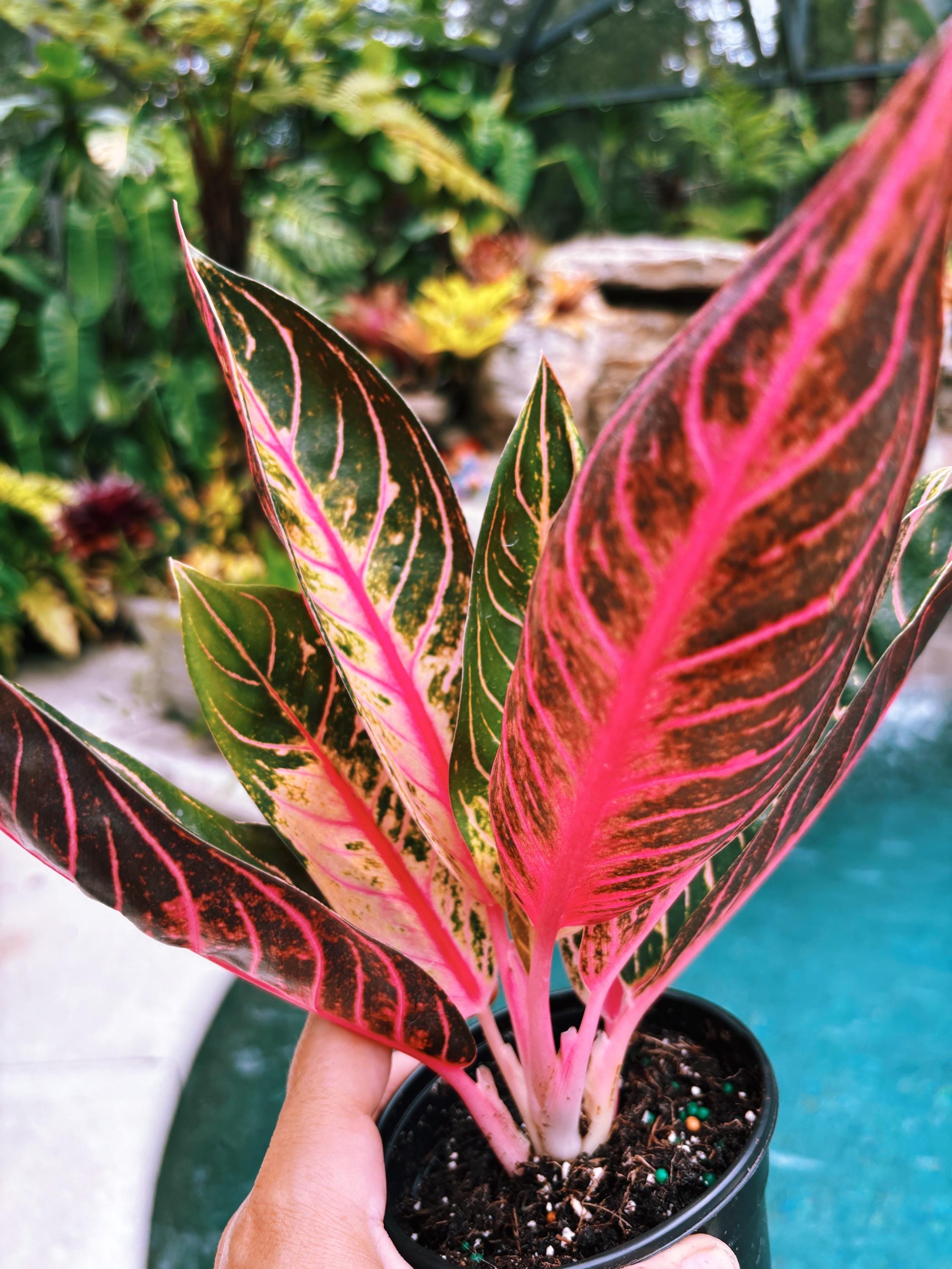 Aglaonema Pride of Sumatra - Etsy Aglaonema Pride of Sumatra - Etsy