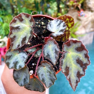 RARE Begonia Wiformis Variegated Live House Plant Potted 4” terrarium vivarium